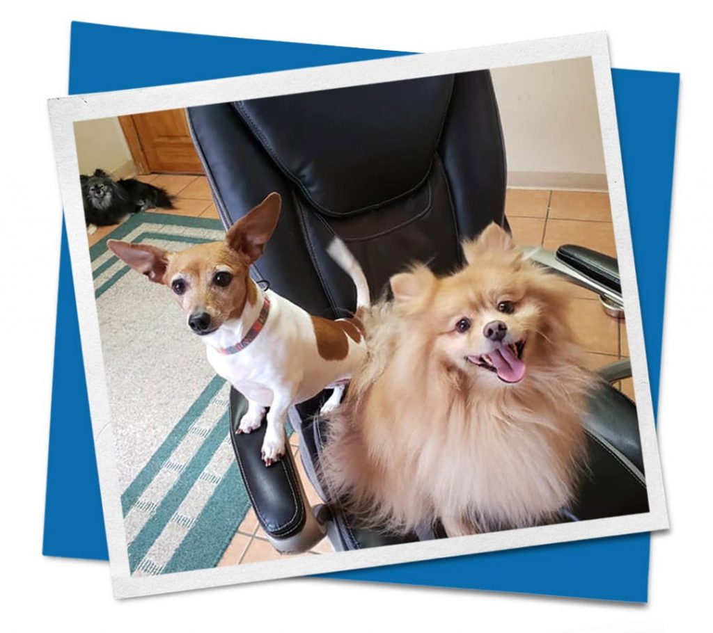 Dogs sitting in black chair