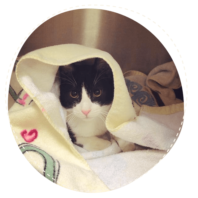 Black and white cat under blanket