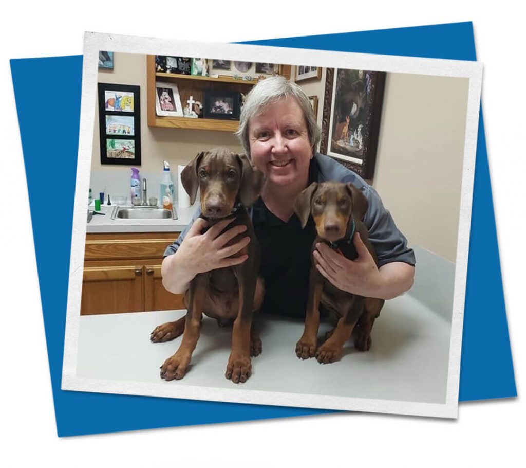 Male veterinarian with two brown dogs